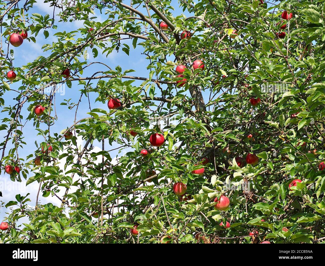 Red ripe apples hanging on an apple tree in autumn Stock Photo - Alamy