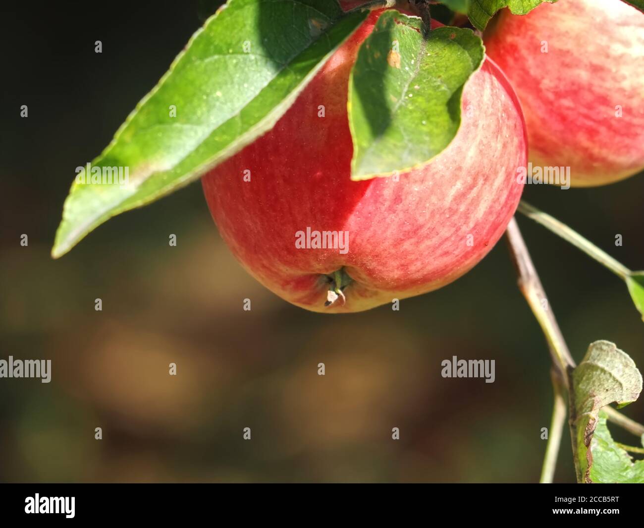 Red ripe apples hanging on an apple tree in autumn Stock Photo - Alamy