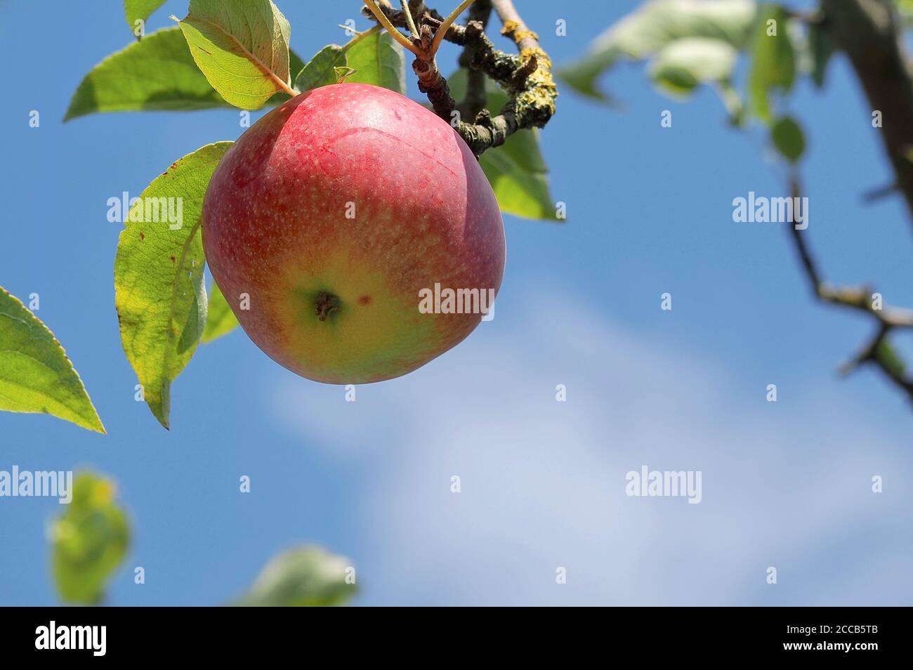 Ripe apple hanging on an apple tree in autumn Stock Photo - Alamy