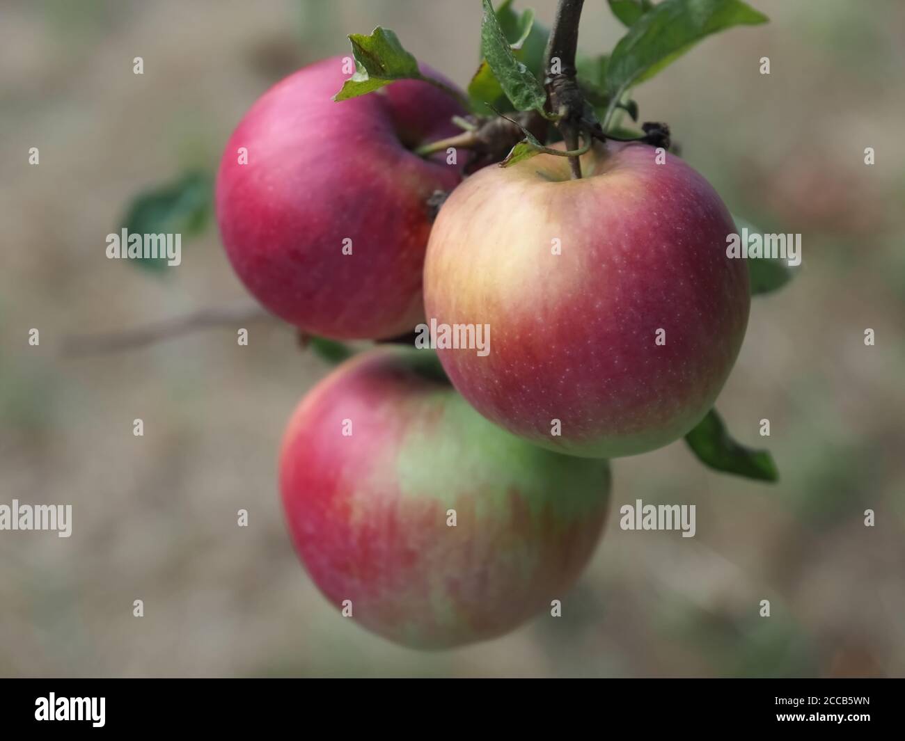 Red ripe apples hanging on an apple tree in autumn Stock Photo - Alamy