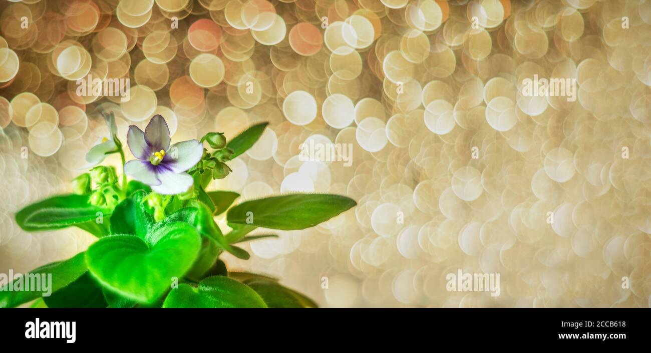 Flowering Saintpaulias, commonly known as African violet holiday on bokeh blurred background. Blurred abstract holiday background. Sparkling glitter b Stock Photo