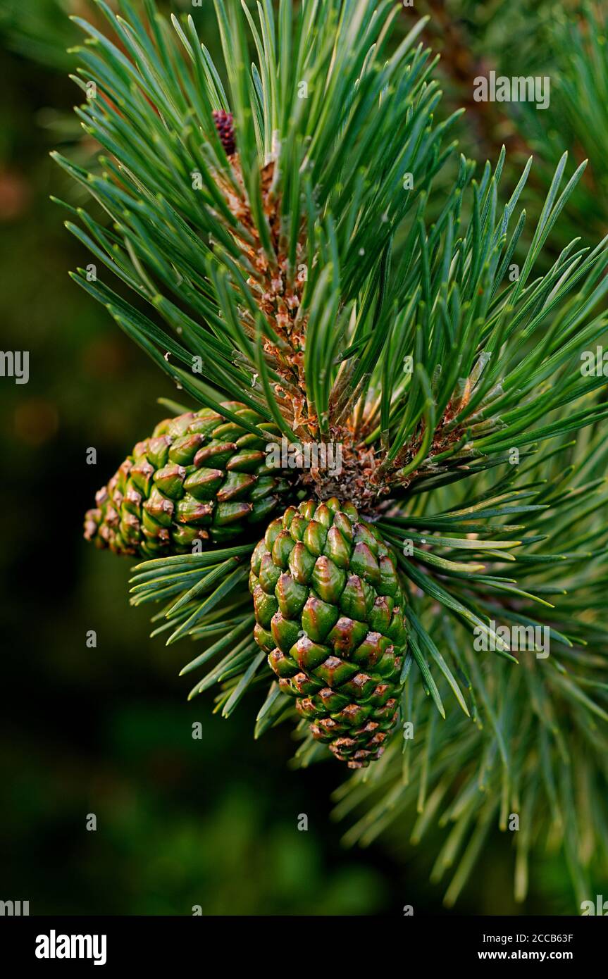 Pinus mugo, green cones on a branch with green needles Stock Photo