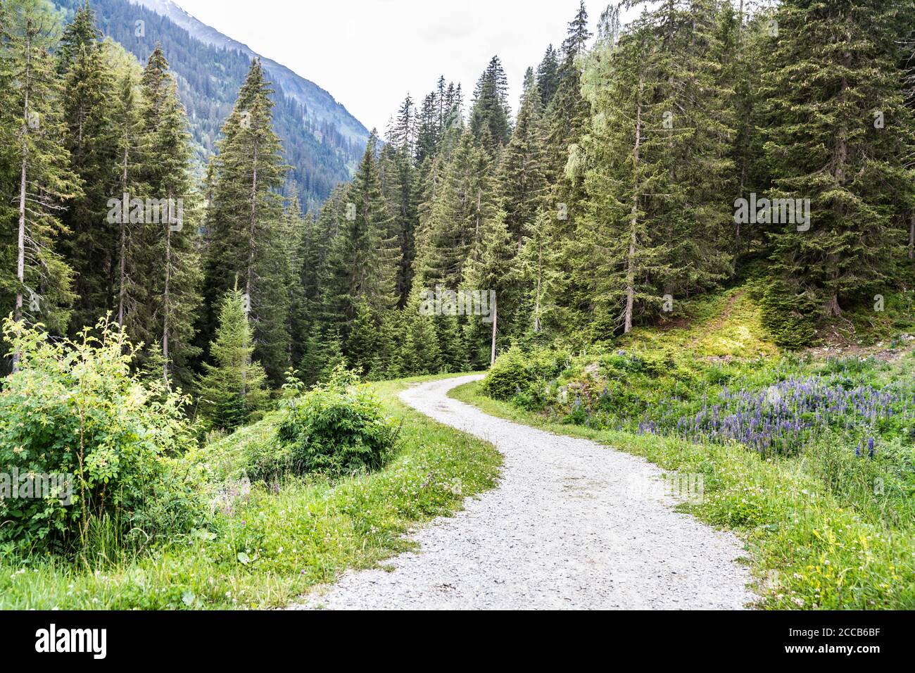 Hiking Path In Mountains Area. Forest Background Outside Stock Photo