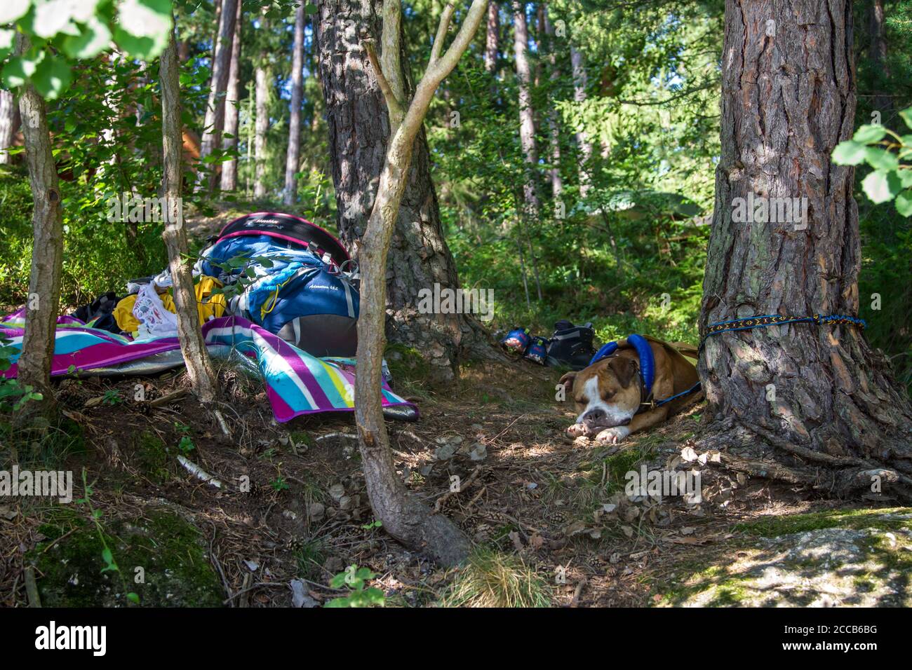 Trekking with dog - Pit Bull resting Stock Photo