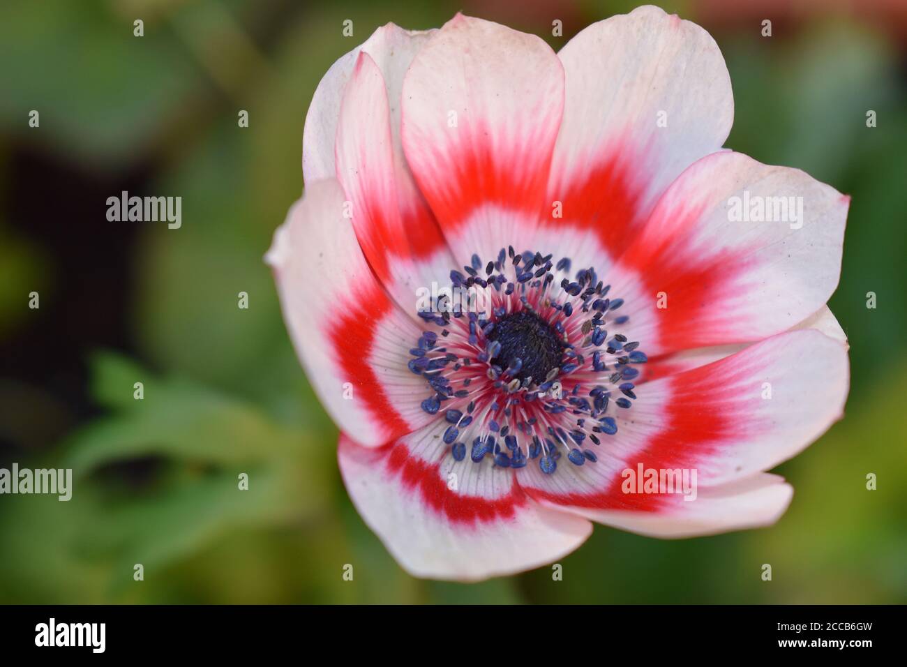 Anemone seen in Europe North America Japan Name means windflower The flowers are not only to grow but make pretty additions to cut flower arrangements Stock Photo