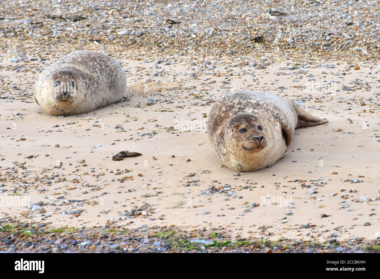 Give Birth To Pups In June And July High Resolution Stock Photography And Images Alamy