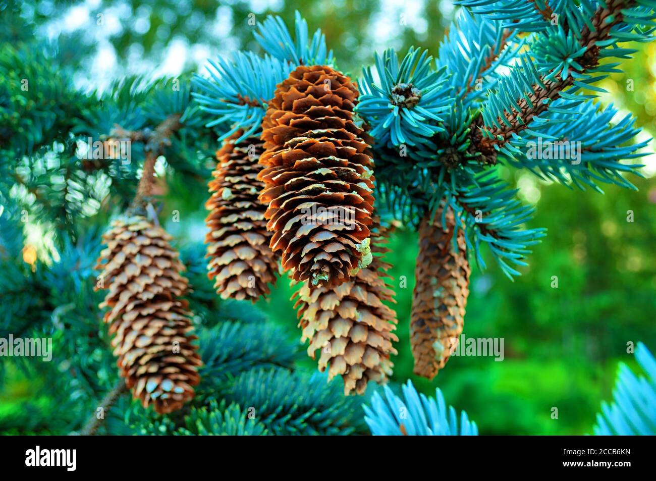 cones on the branch Picea pungens 'Glauca Globosa' Stock Photo