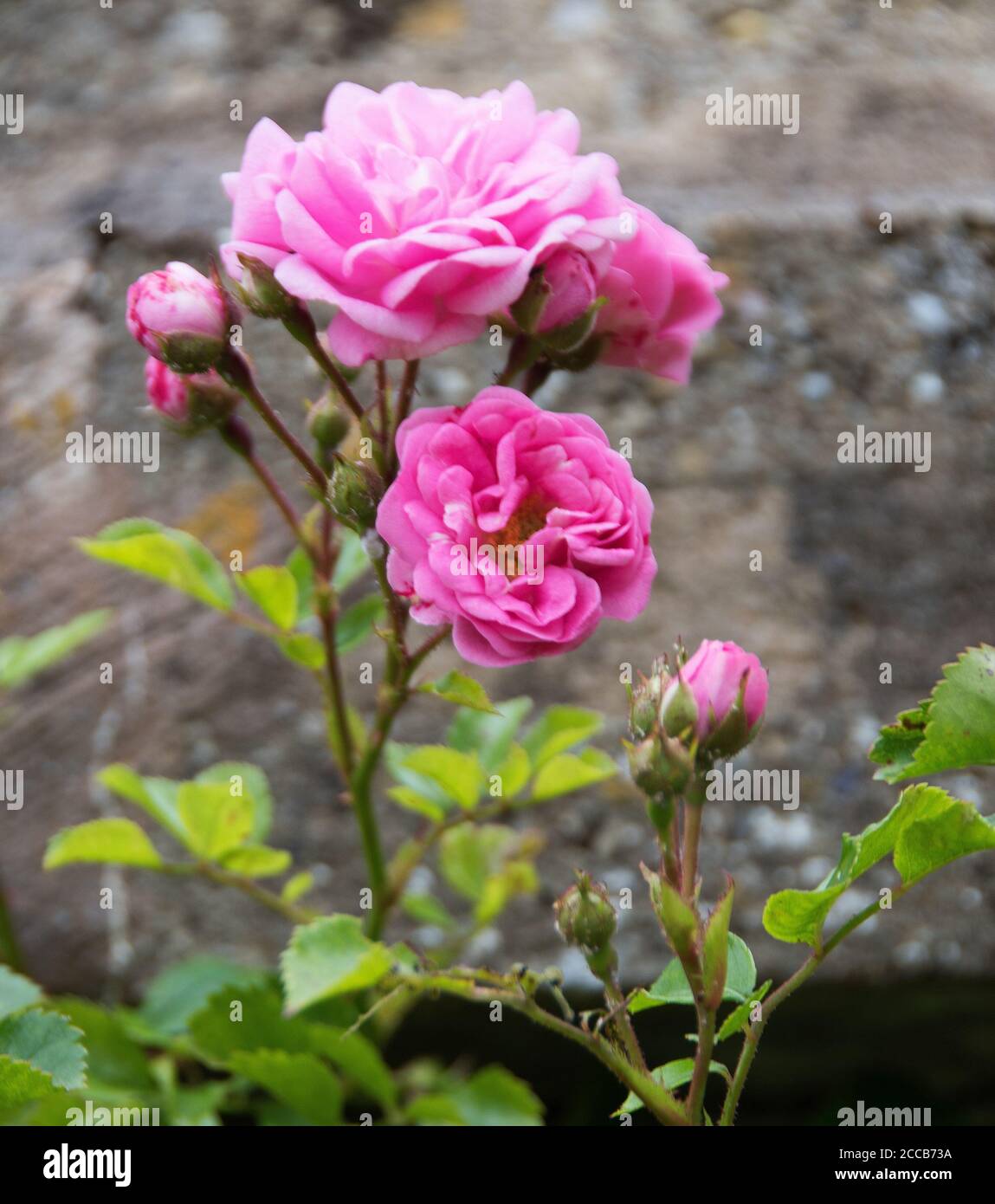 Rosa 'The Fairy' in Easton Walled Gardens. Stock Photo