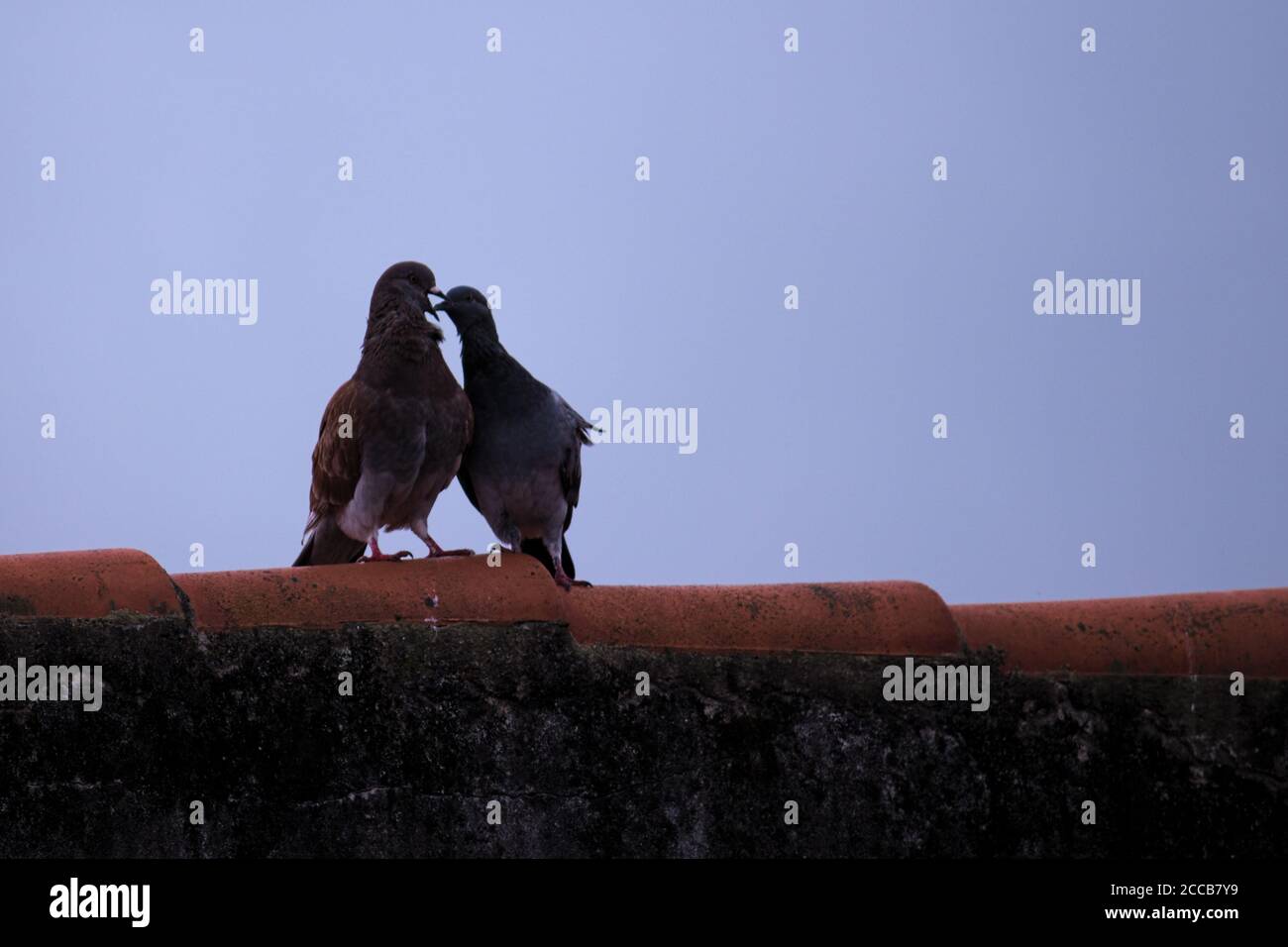 dove feeding its chick on the eaves of a roof, under a cloudy sky. Stock Photo