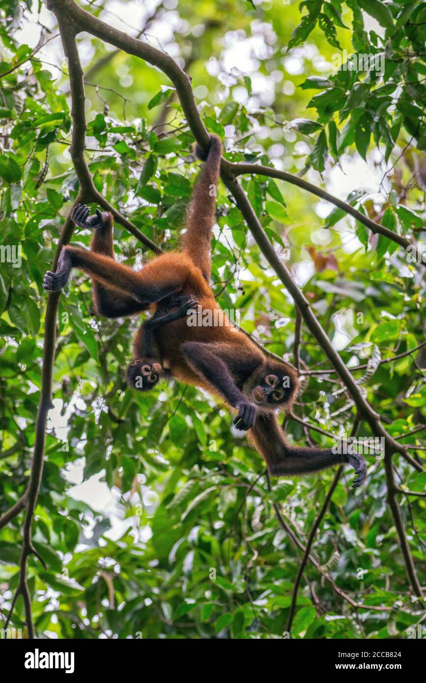 An adult female spider monkey (Ateles geoffroyi) hangs from a tree