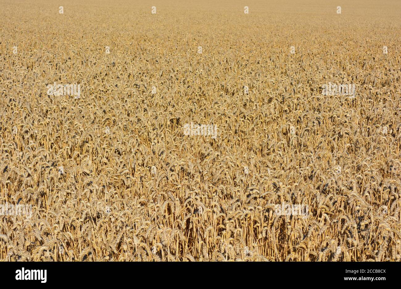 Field of wheat, Triticum aestivum Stock Photo