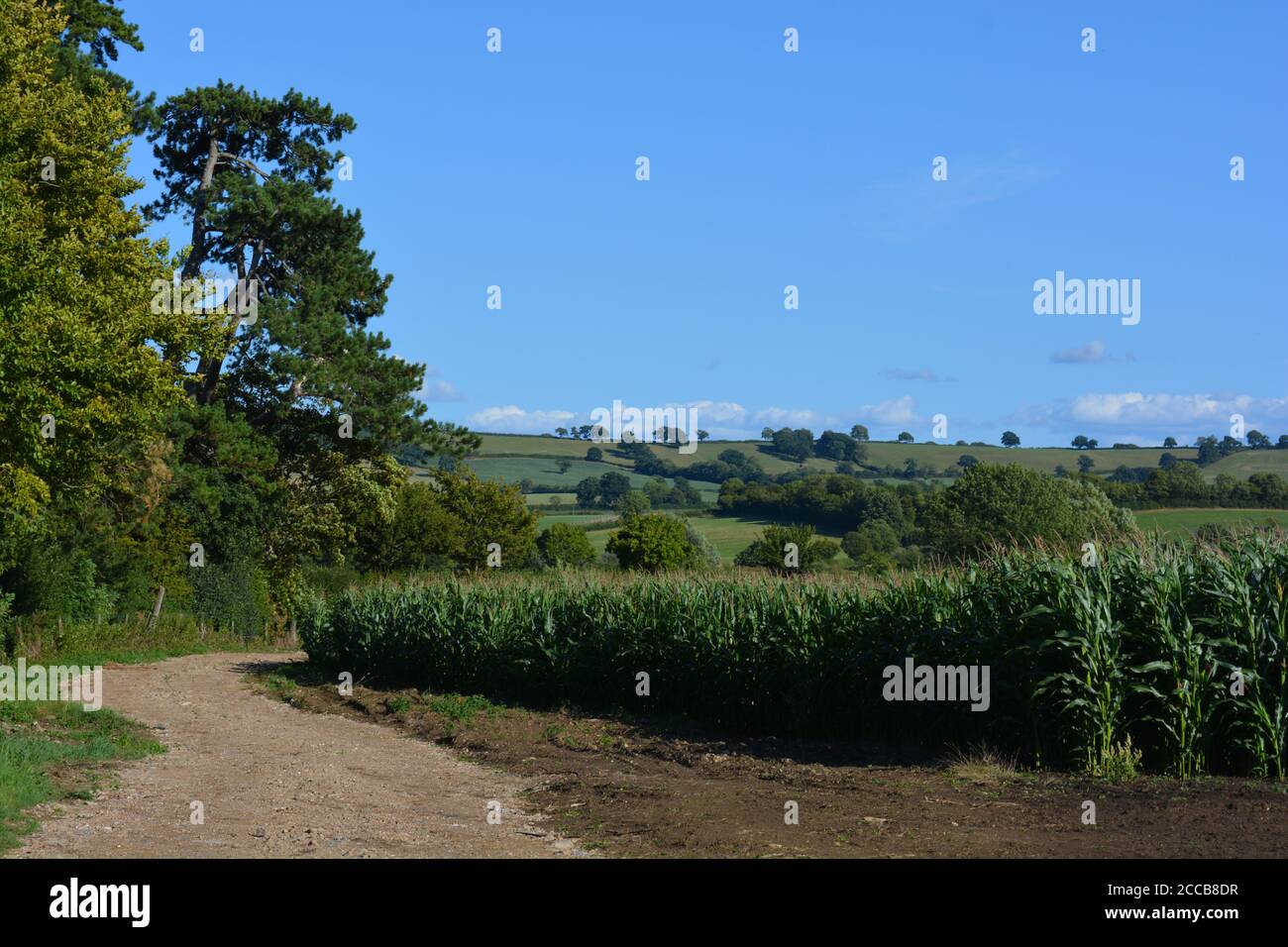 Sweet Corn Field England High Resolution Stock Photography and Images ...