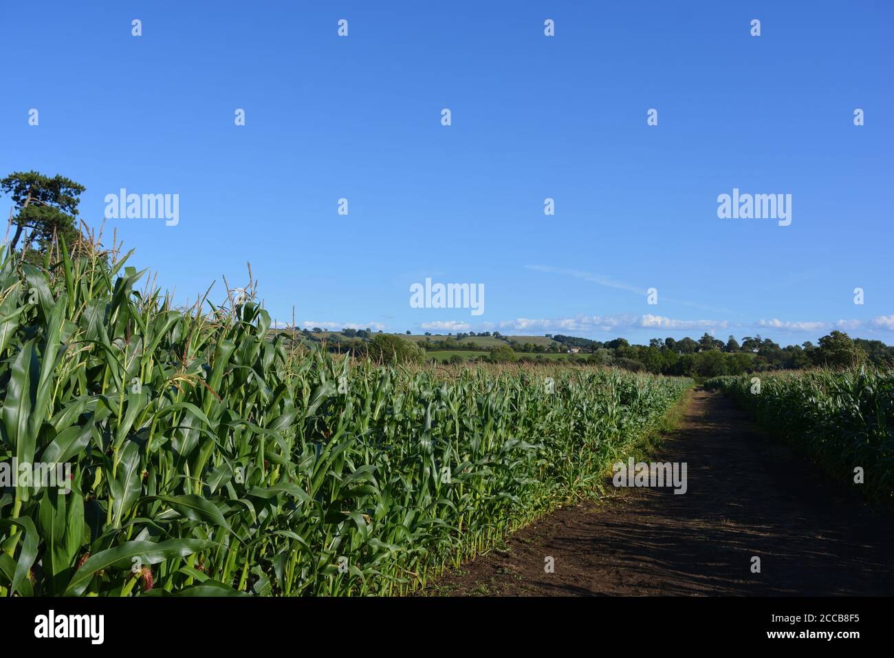 Sweet Corn Field England High Resolution Stock Photography and Images ...