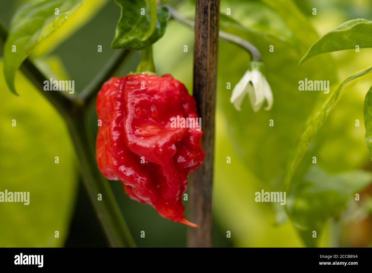 world hottest chili, Carolina Reaper, super hot, green background Stock