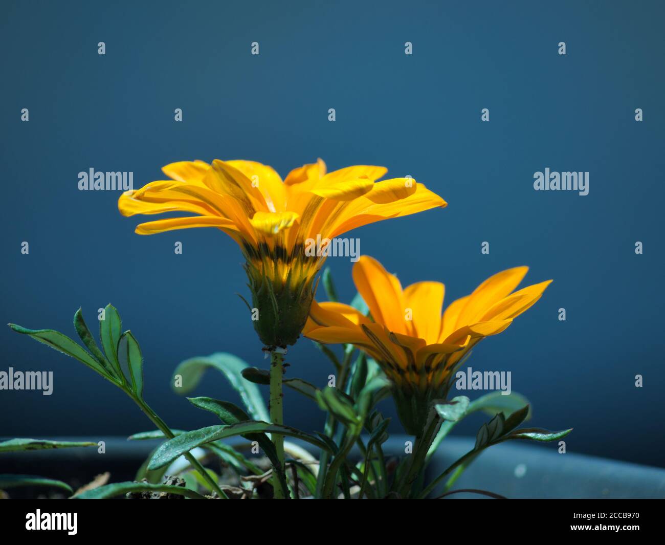 flower bed with gazania flowers opening in the morning on a blurred