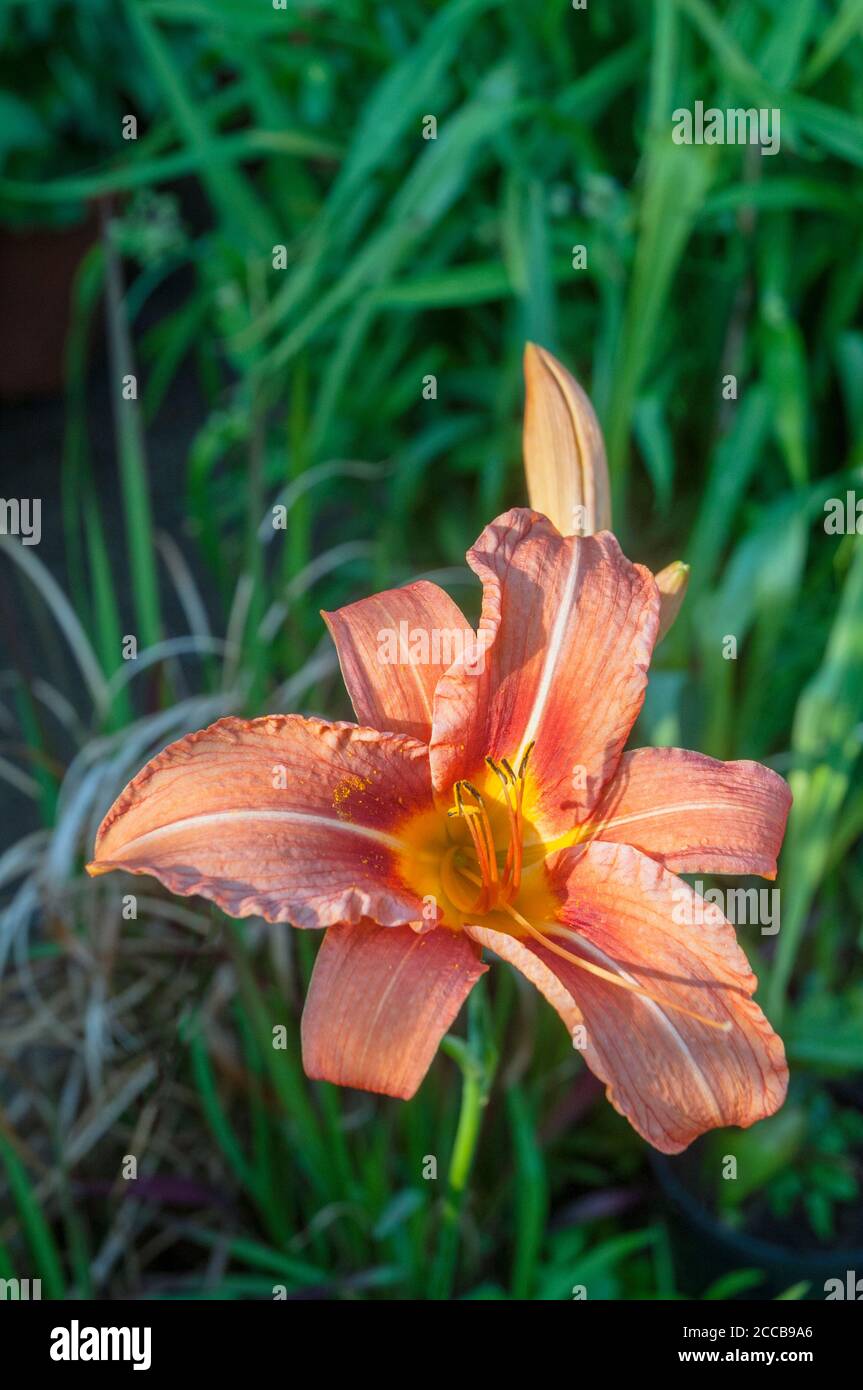 Close up of Day Lily  Hemerocallis fulva with orange brown flowers and blue green leaves An herbaceous perennial that is semi evergreen & fully hardy Stock Photo