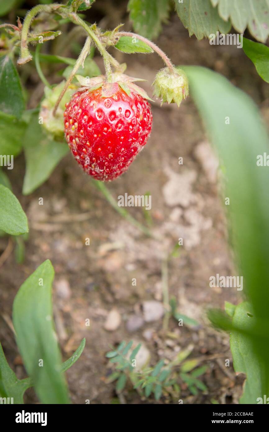 Red ripe strawberries grow in the garden in the summer Stock Photo - Alamy