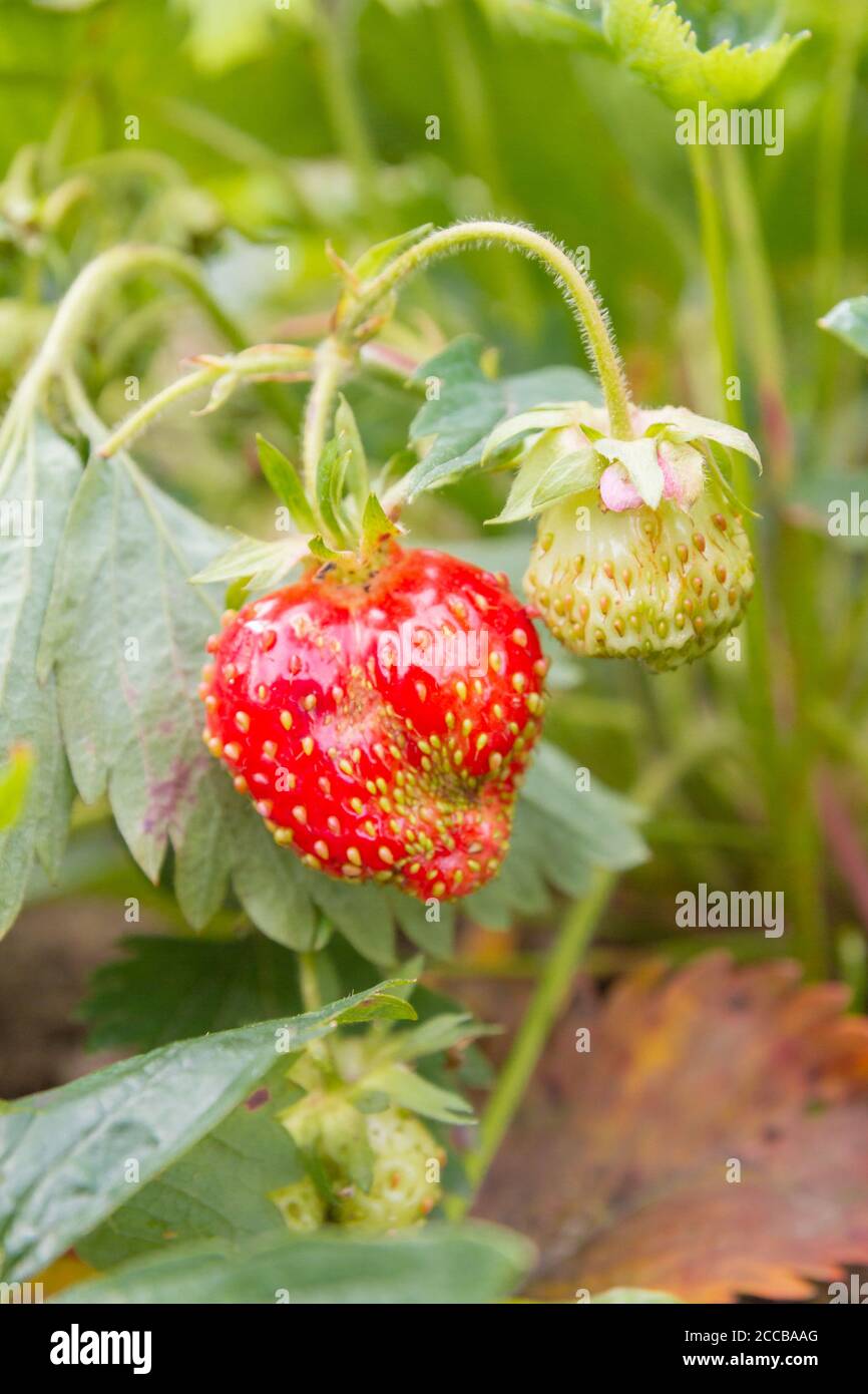 Red ripe strawberries grow in the garden in the summer Stock Photo - Alamy