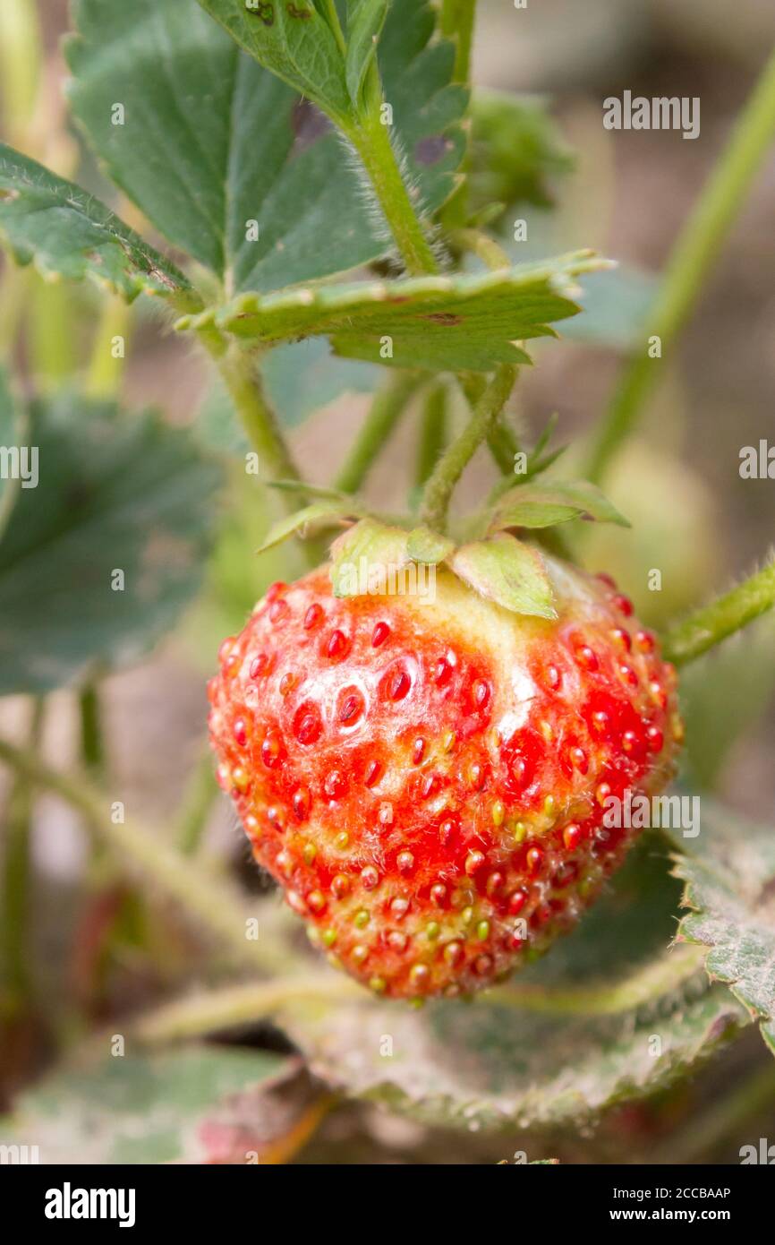 Red ripe strawberries grow in the garden in the summer Stock Photo - Alamy