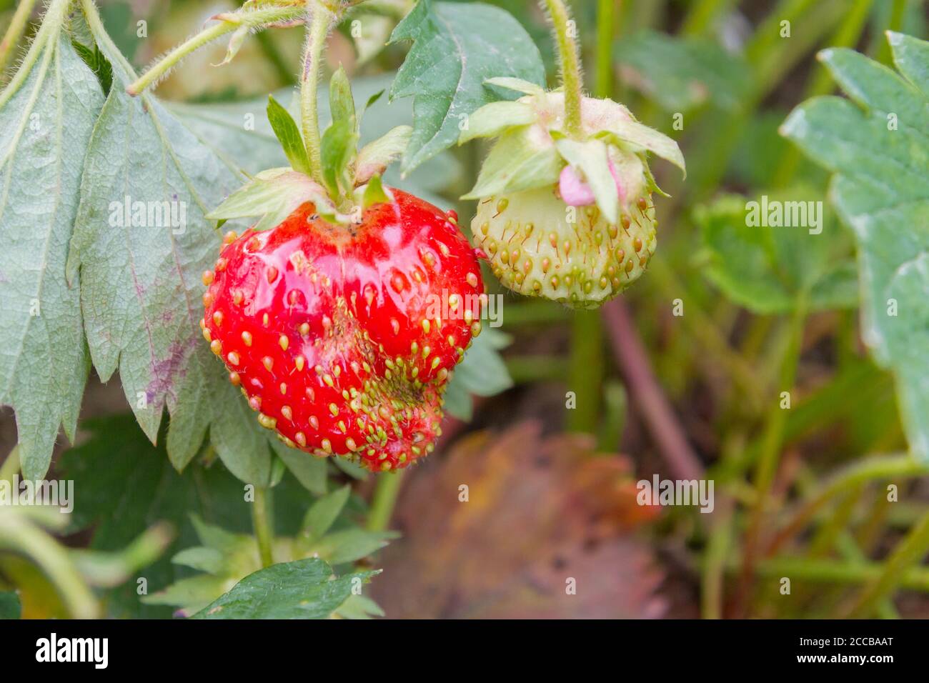 Red ripe strawberries grow in the garden in the summer Stock Photo - Alamy