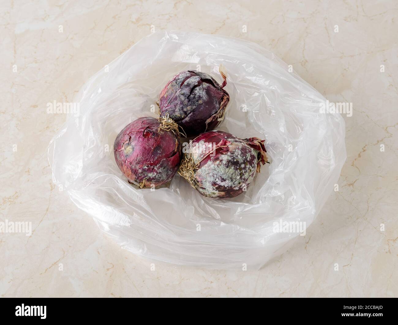 White green fungal mold on three raw red purple onions in a plastic bag