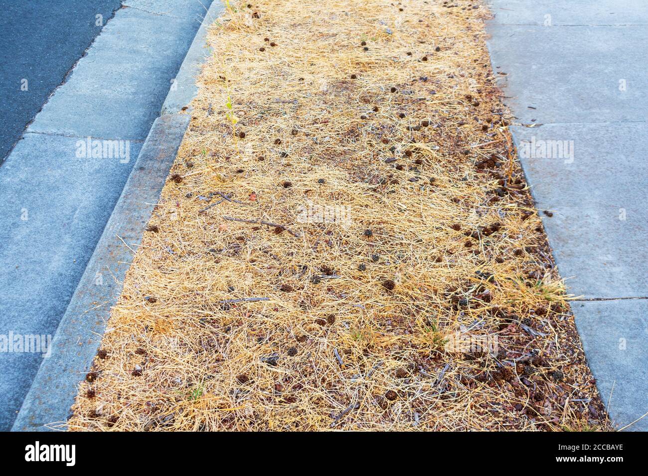 Neglected land area between street and sidewalk. Poorly managed sidewalk strip landscaping with dried dead grass. Stock Photo