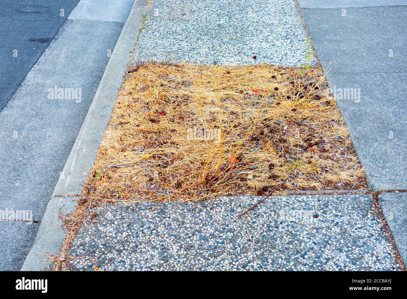 Neglected land area between street and sidewalk. Poorly managed sidewalk strip landscaping with dried dead grass. Stock Photo