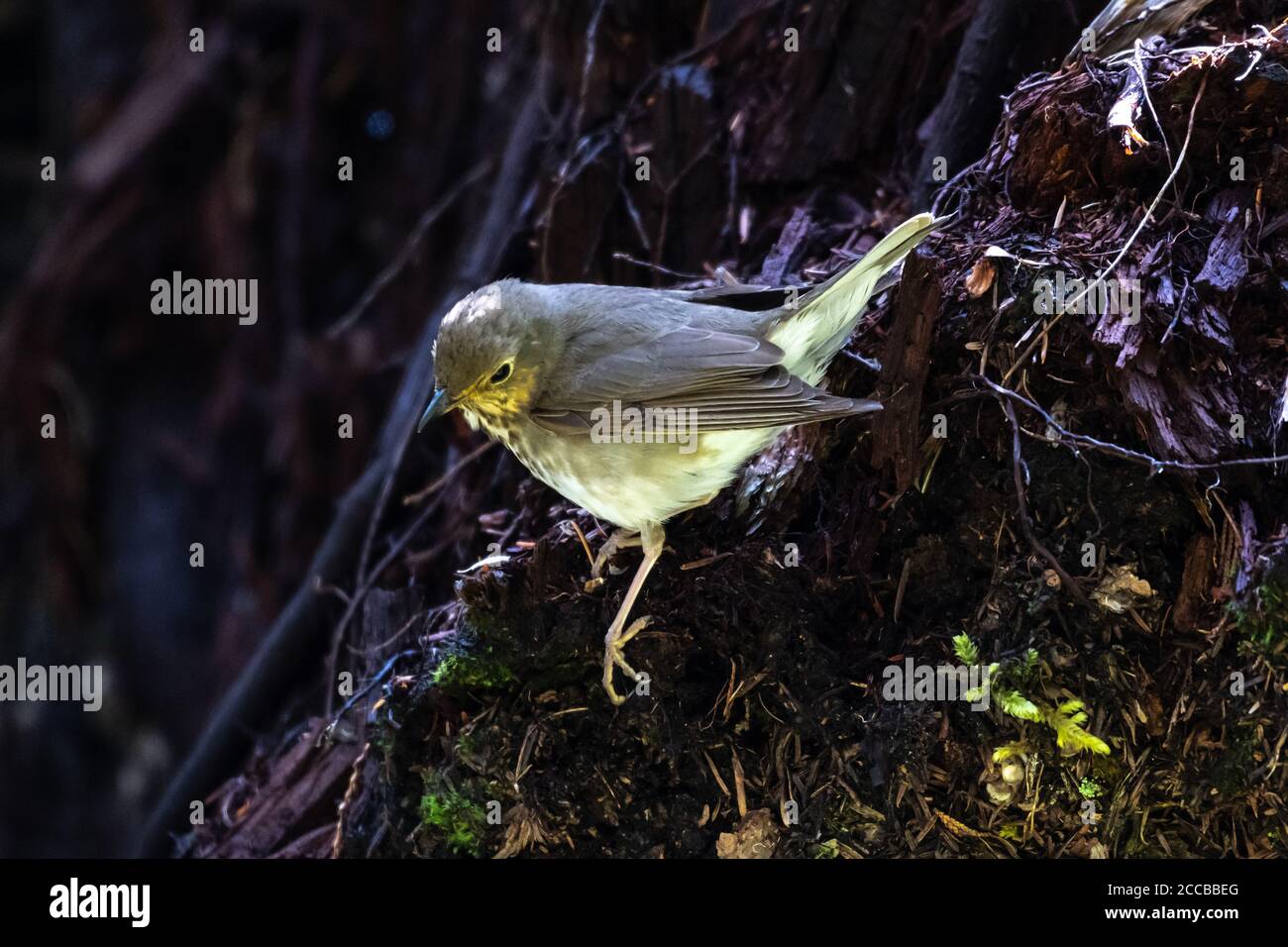 Hermit Thrush (Catharus guttatus), Idaho Stock Photo