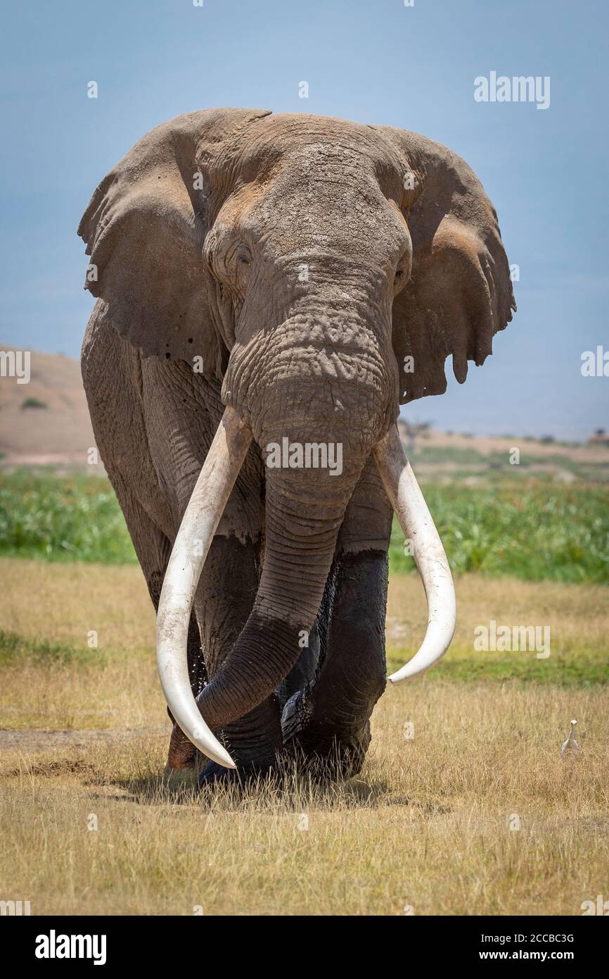 Vertical head on of adult elephant bull with long white tusks and wet legs walking in grassy plains of Amboseli National Park in Kenya Stock Photo