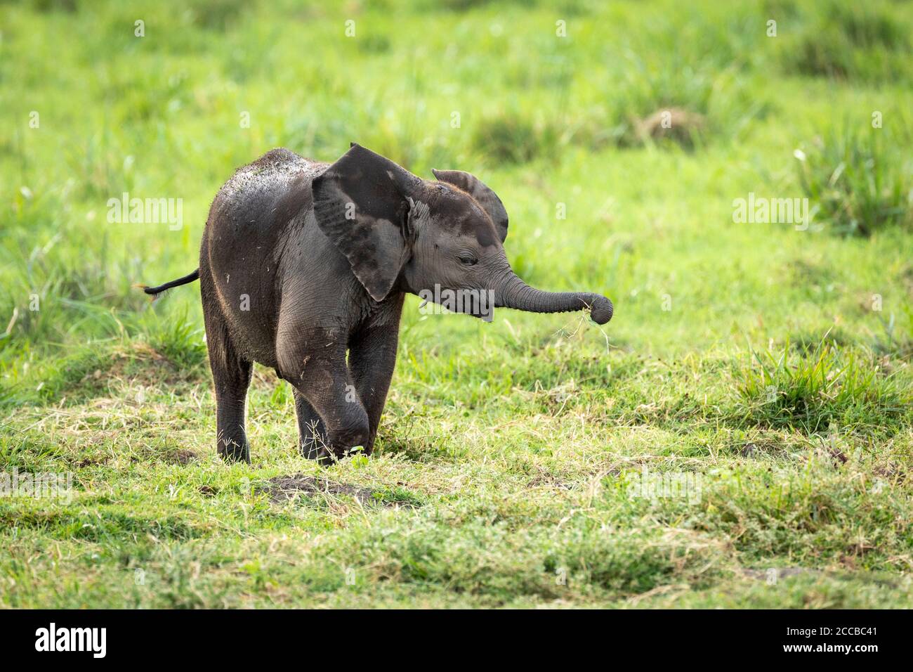 Small baby elephant exploring in Amboseli National Park in Kenya Stock Photo