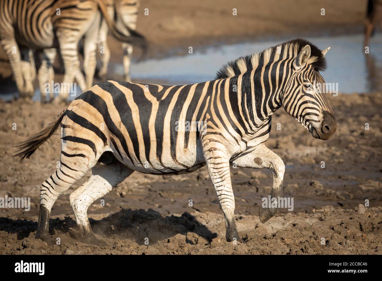 Landscape full body of adult zebra running through mud with its hooves covered with mud in late winter afternoon in Kruger Park South Africa Stock Photo