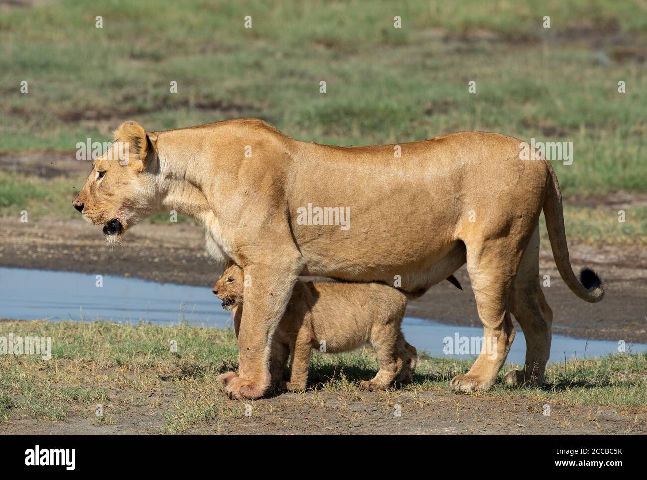 Lion cub standing on lioness hi-res stock photography and images - Alamy