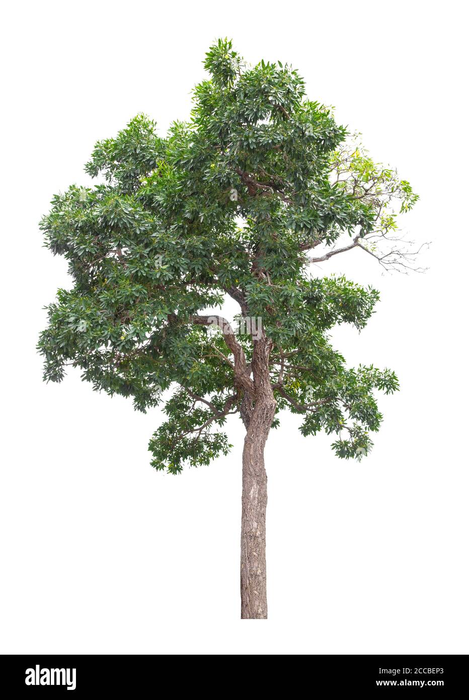 Beautiful green tree isolated on white background Stock Photo - Alamy