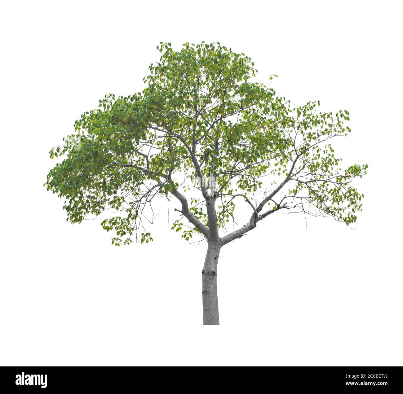 Beautiful green tree isolated on white background Stock Photo - Alamy