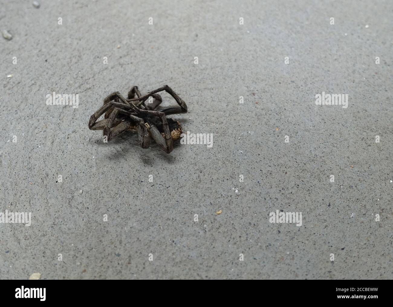 brown spider sleeping on its back Stock Photo