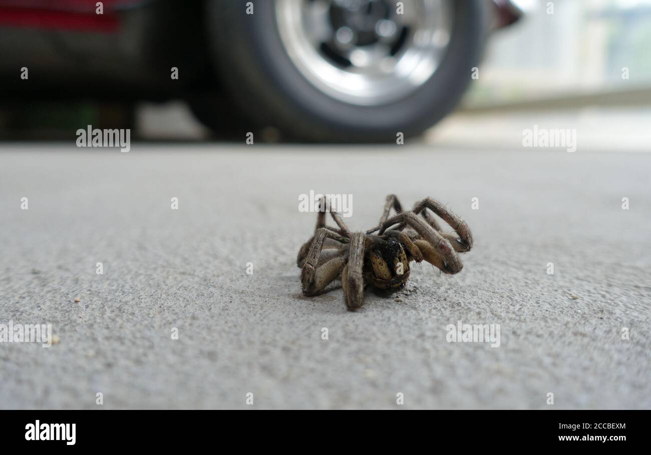 Dead brown spider on its back Stock Photo