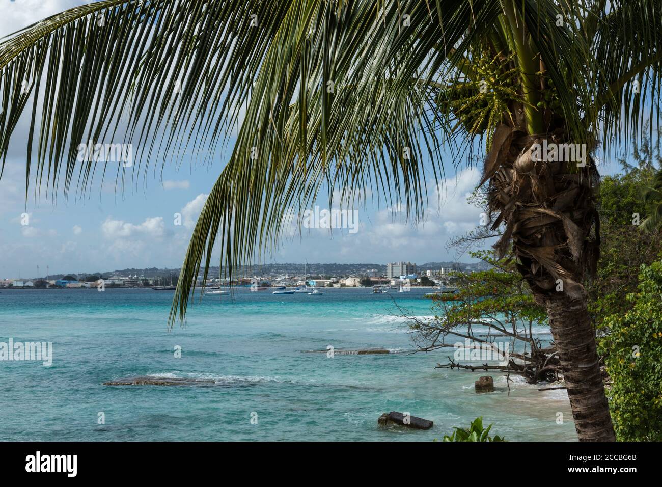 A coconut palm tree frames the sea at Carlisle Bay, Bridgetown
