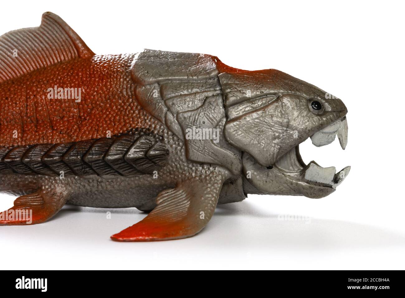 side view of Dunkleosteus terrelli model on white close up on the head Stock Photo