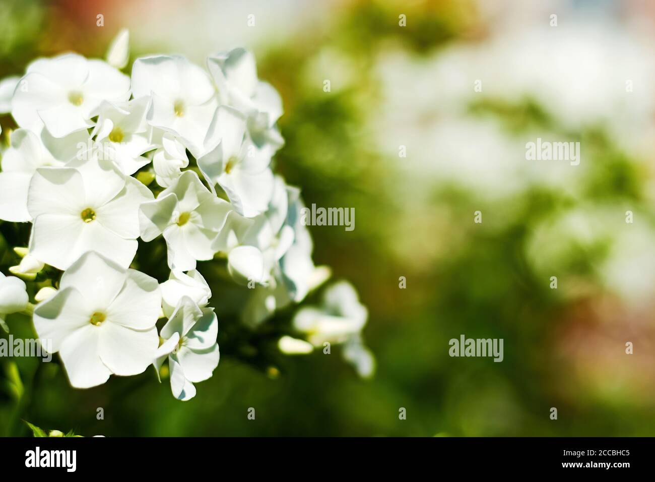White phlox flower bush on the blurred green plants background. Floral and herbal backdrops and patterns with copy space for text Stock Photo