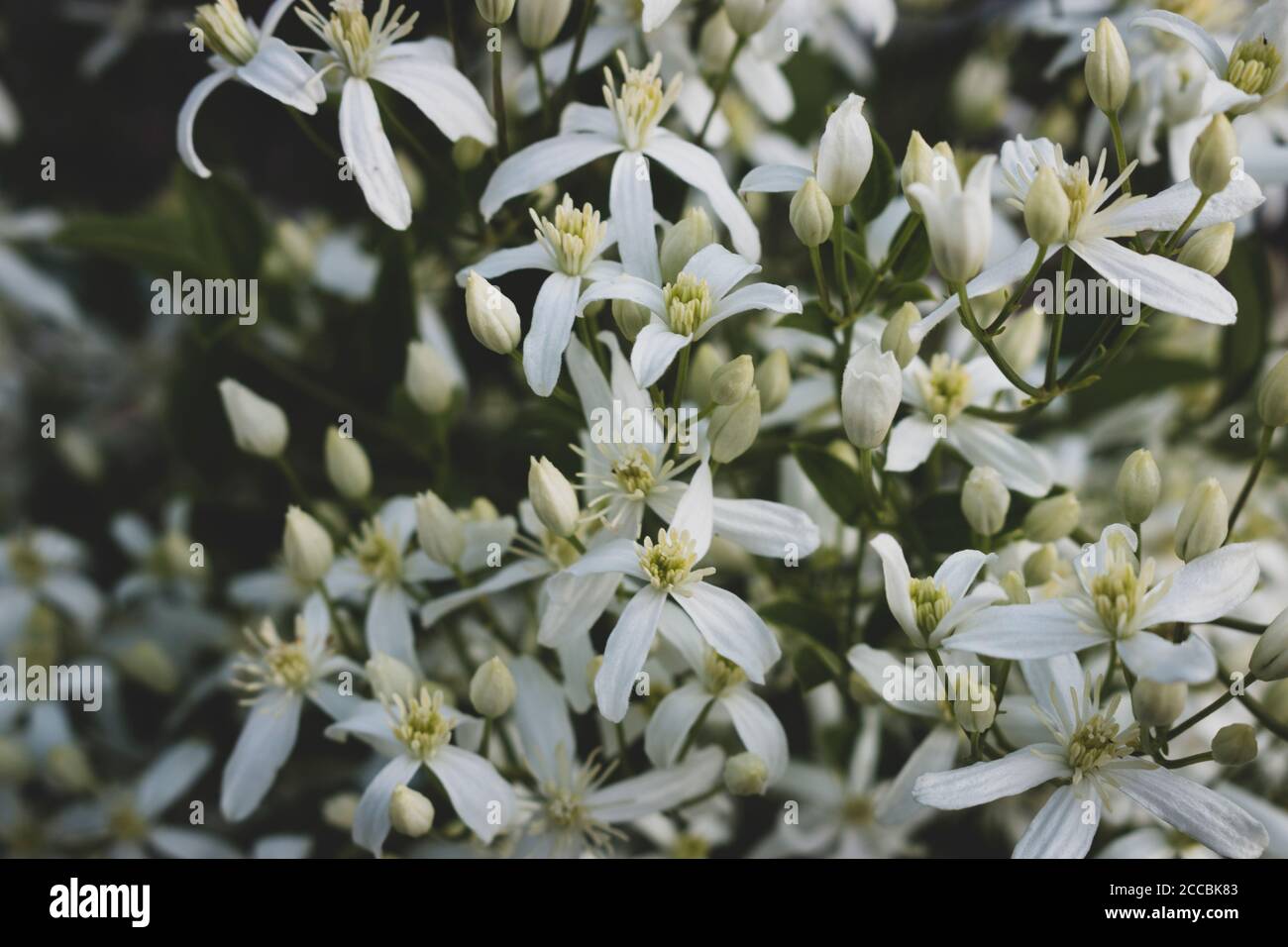 Small white fragrant flowers of Clematis recta or Clematis flammula or clematis Manchurian in summer garden closeup. Flowery natural background Stock Photo
