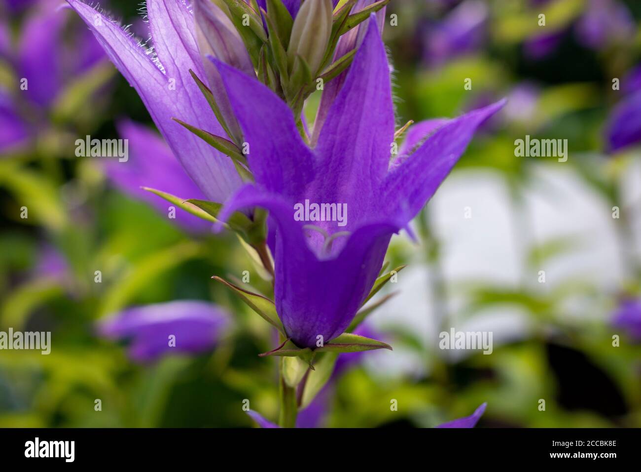 Campanula latifolia, the giant bellflower, is a species of bellflower in the family Campanulaceae. It is also known as the large campanula Stock Photo