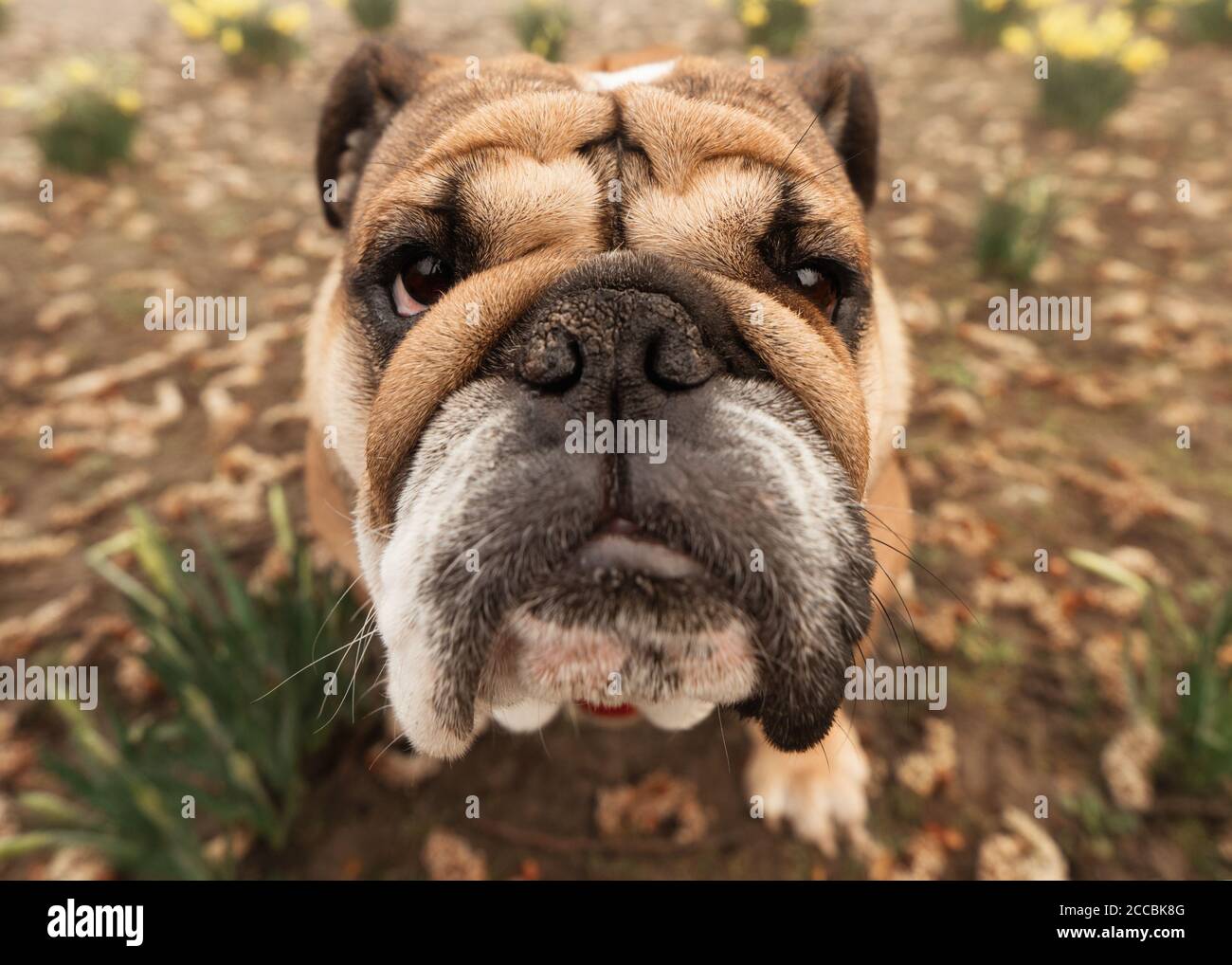 wide angle close up of Red English Bulldog in red harness with tongue out for a walk sitting on ground Stock Photo