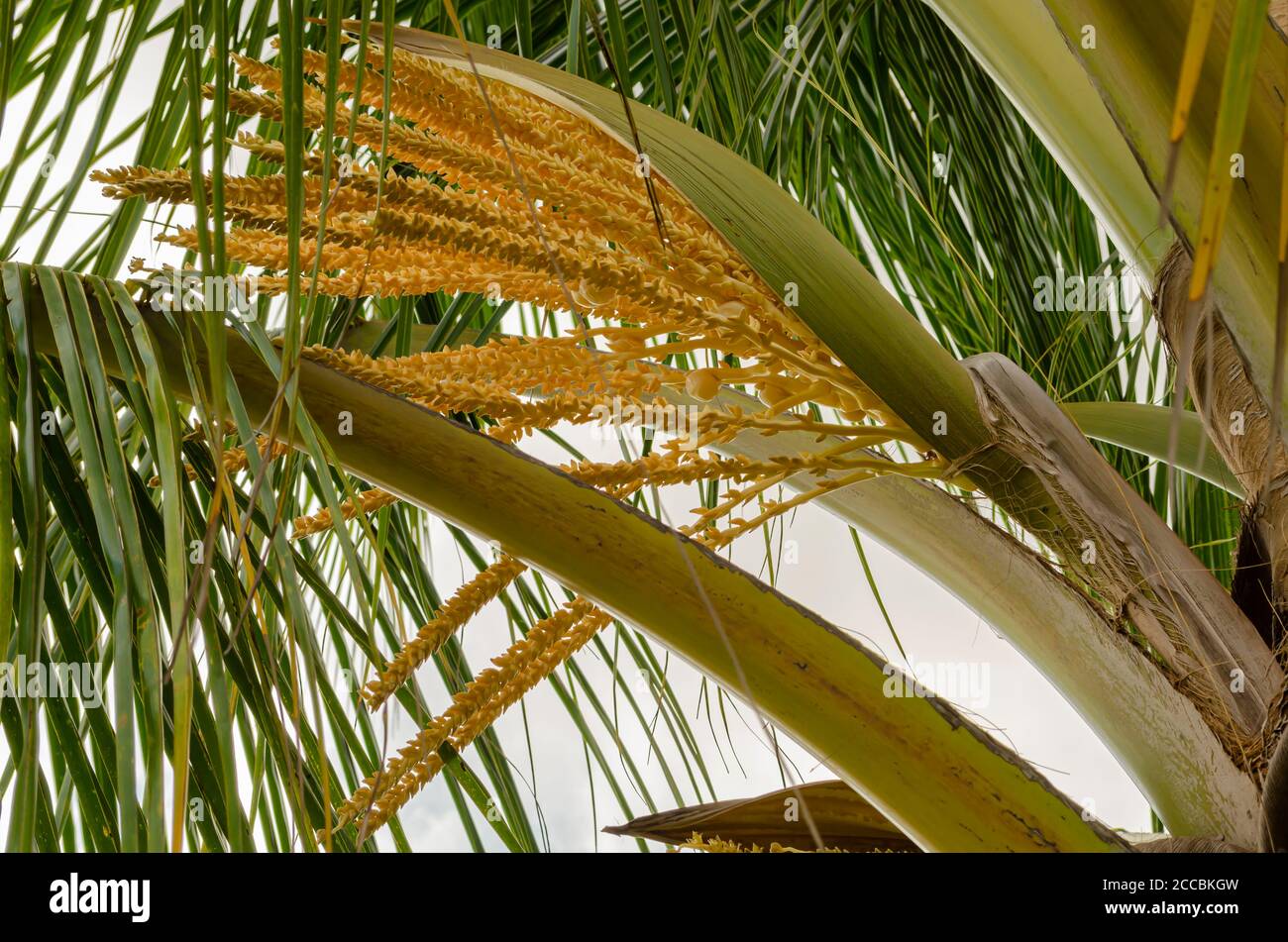 Spadix of the coconut hi-res stock photography and images - Alamy