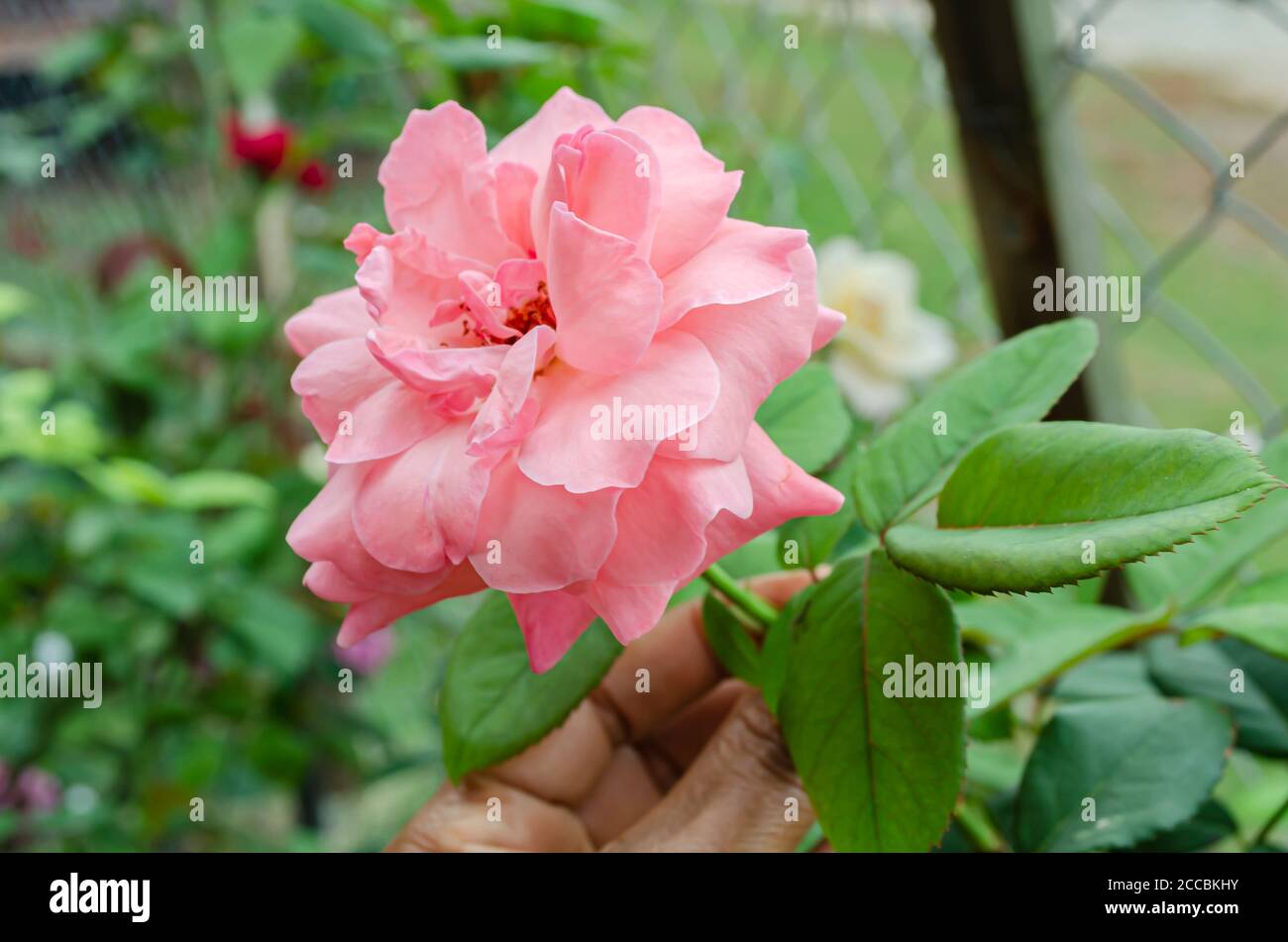 Pink Sweet Rose Stock Photo Alamy