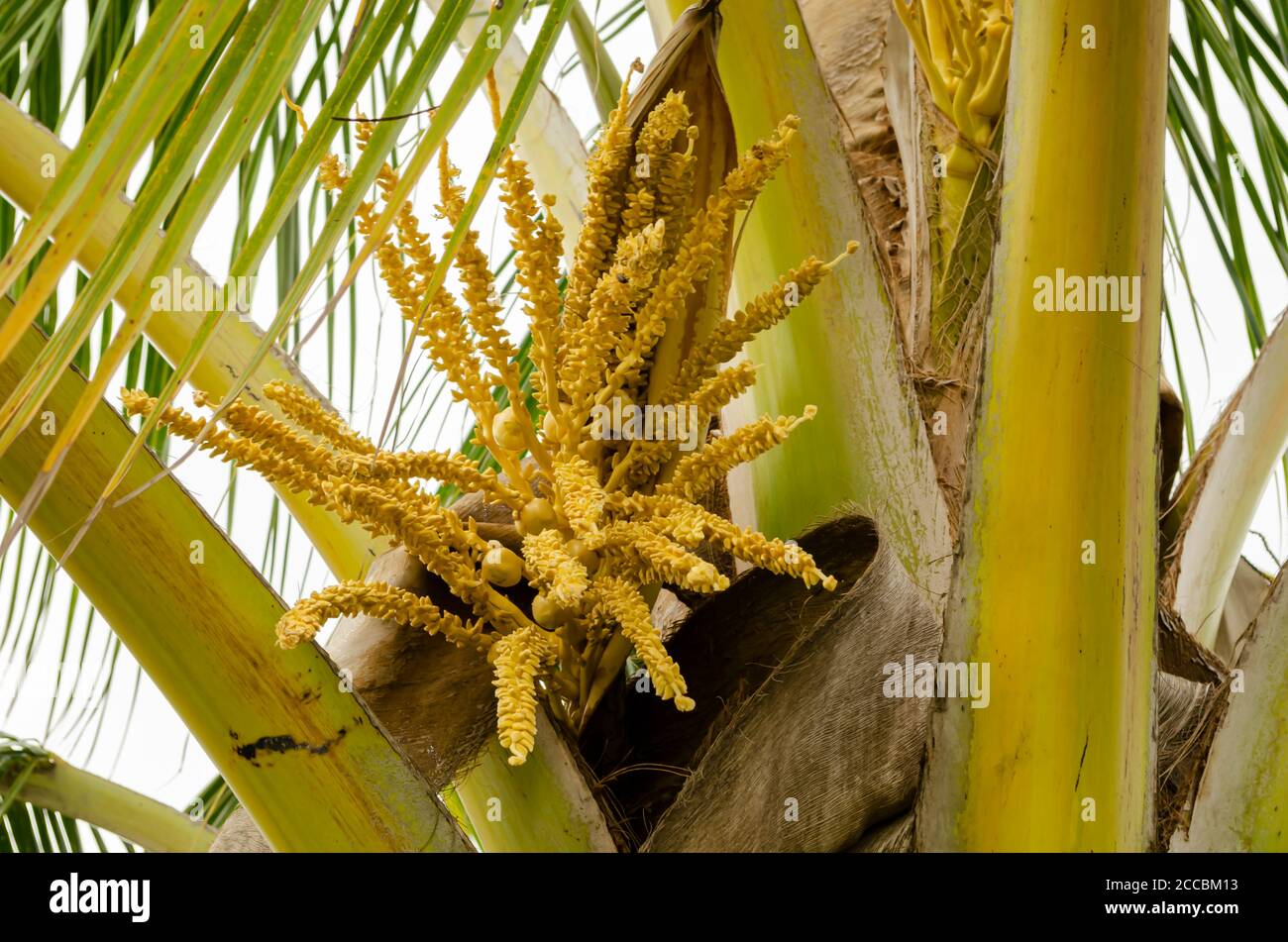 Coconut flower blossom hires stock photography and images Alamy