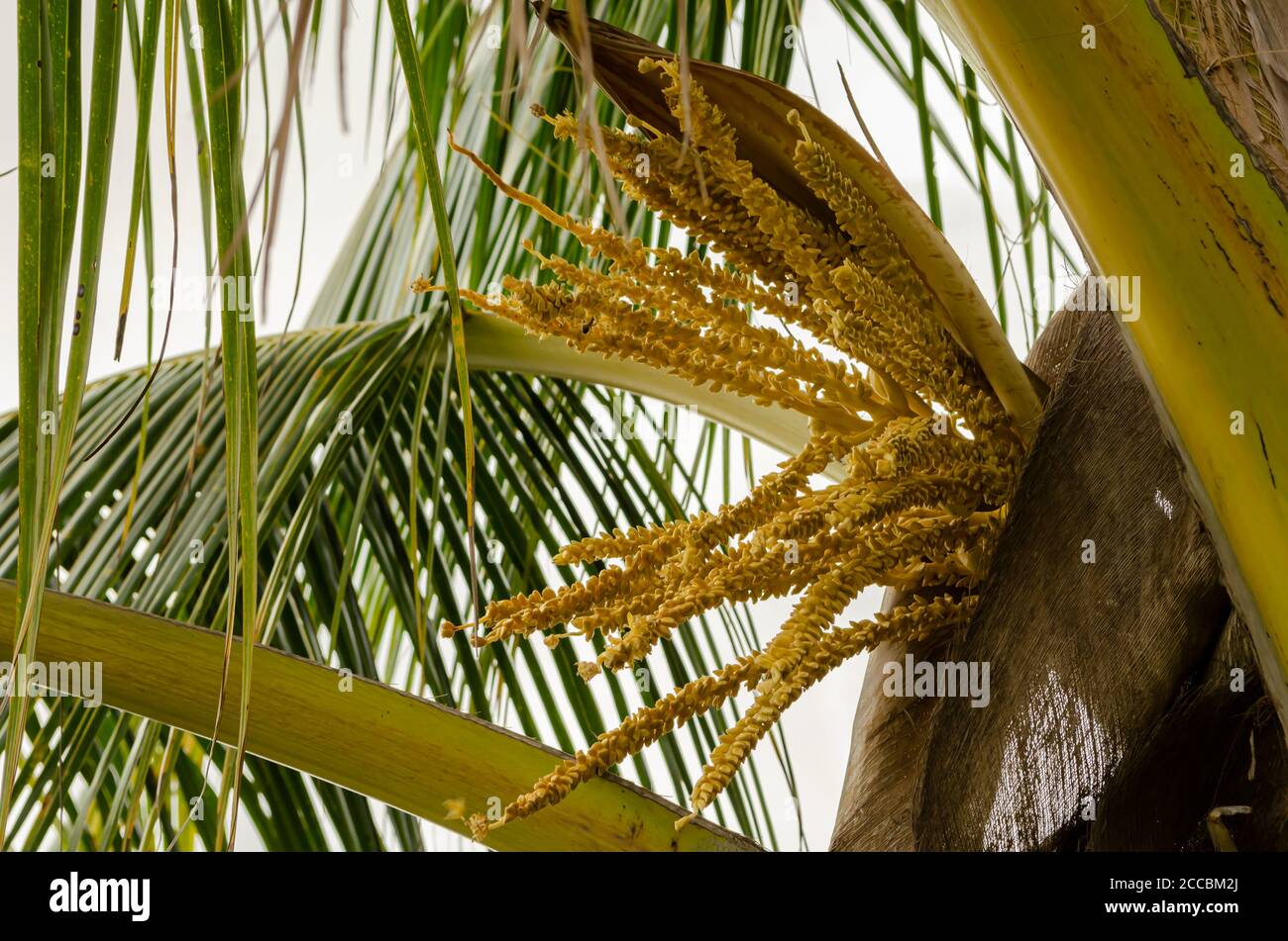 Coconut flower blossom hires stock photography and images Alamy