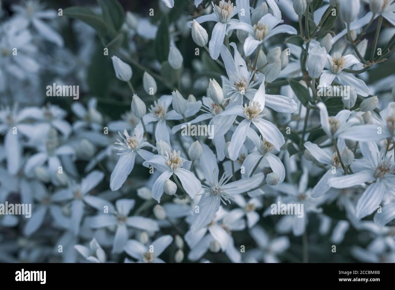 Small white fragrant flowers of Clematis recta or Clematis flammula or clematis Manchurian in summer garden closeup. Flowery natural background Stock Photo