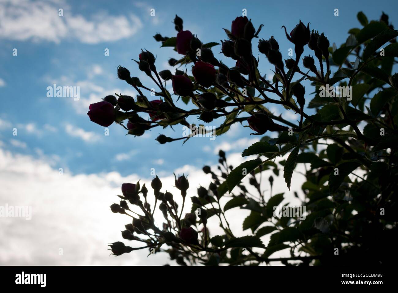 Rose buds on a background of blue sky. Silhouette Stock Photo