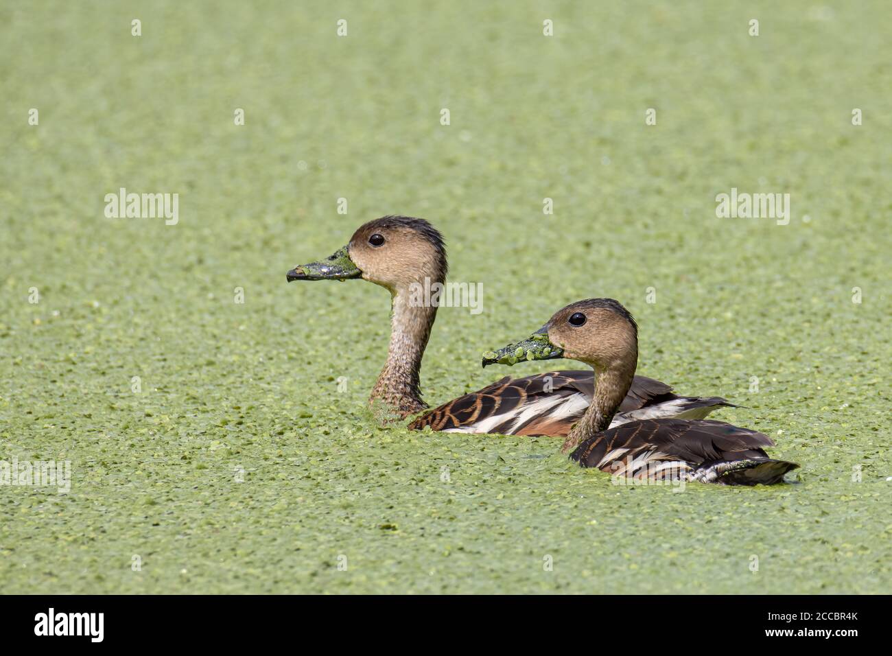 Wildlife whistling ducks chilling on green algae pond Stock Photo Alamy
