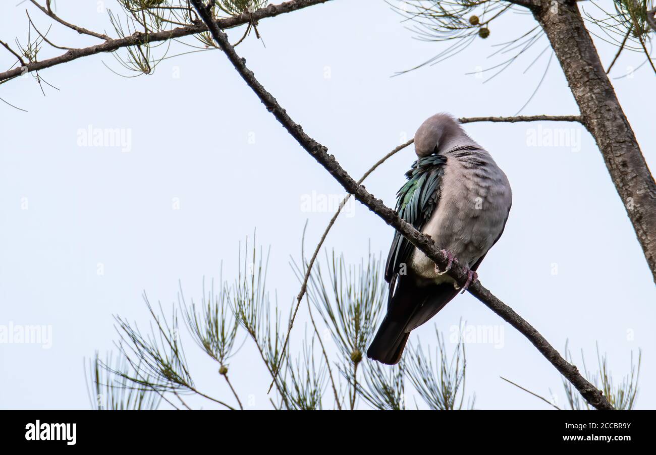 Green Imperial Pigeon (Ducula aenea) perched on a branch in nature habitats Stock Photo